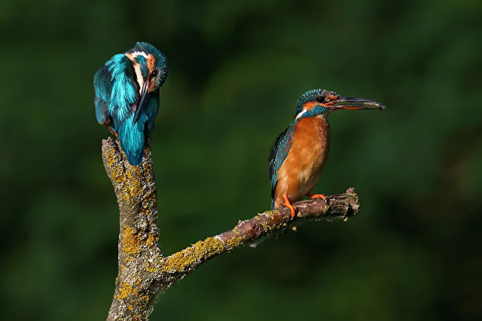 Eisi - Pareja