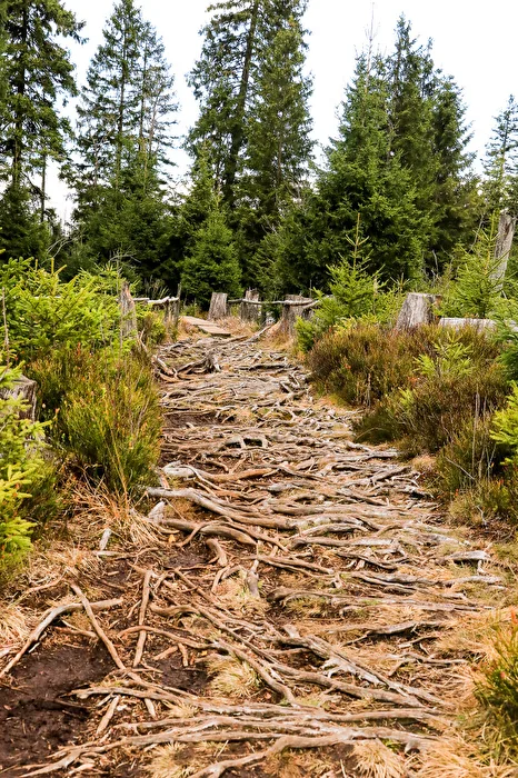 Verwurzelt