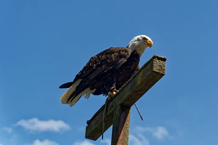 Weißkopfseeadler