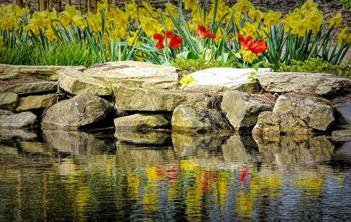 At the pond's edge