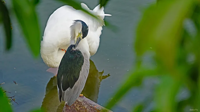 Night Heron 2