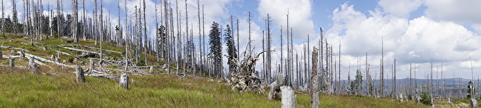 #Wald - NP Bayerischer Wald 2016