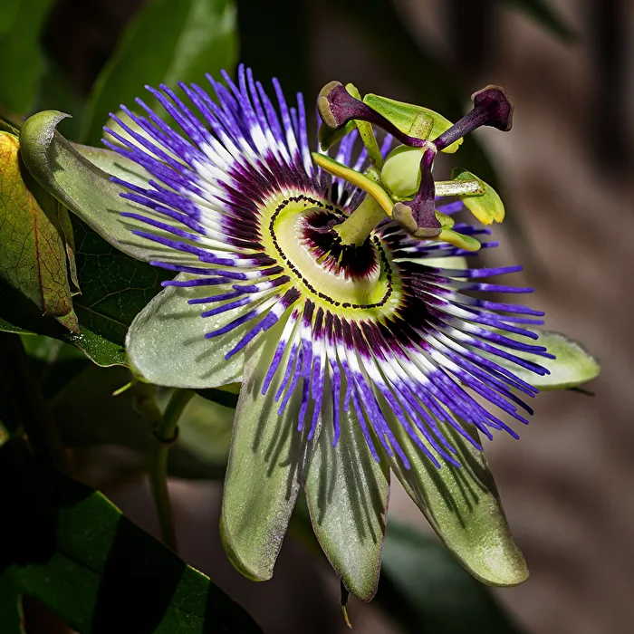 Passionsblume