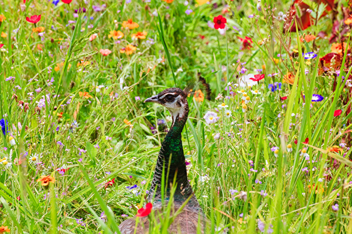 Pfau