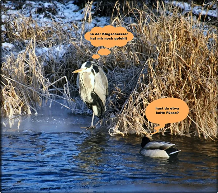 tierische Begegnung