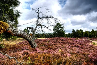 Die Heide im September
