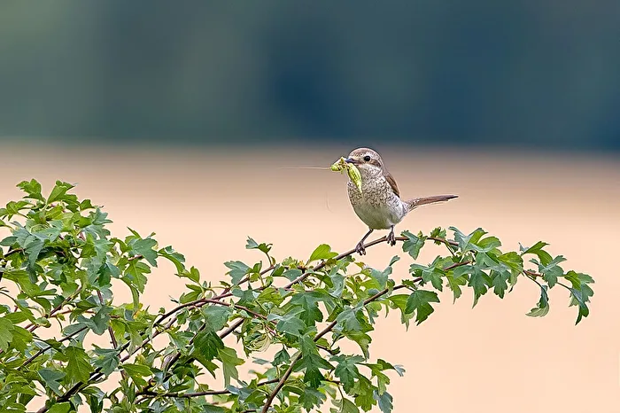 Red-backed Shrike (Female) with Prey