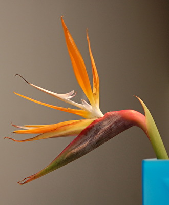 TianTangNiao = Himmelvogelblume = Strelicia