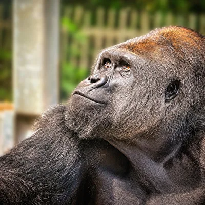 Gorilla 2