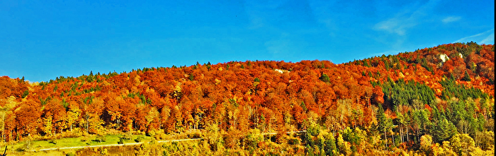 Wald