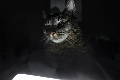 Portrait der Nacht