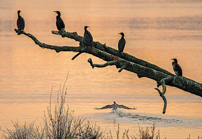 Kormorane im Gegenlichtv