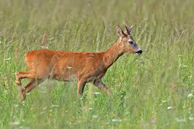 Morgenspaziergang