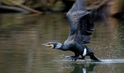 Volle Kraft voraus - startender Kormoran
