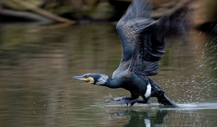 Volle Kraft voraus - startender Kormoran