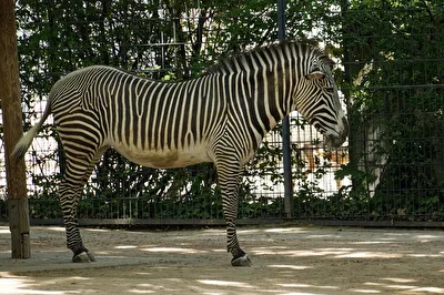 Grevyzebra
