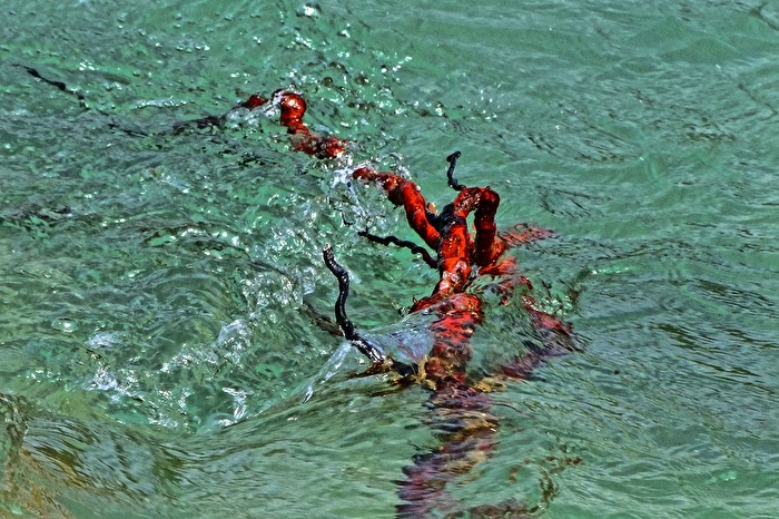 rote Wurzel in der grünen Isar