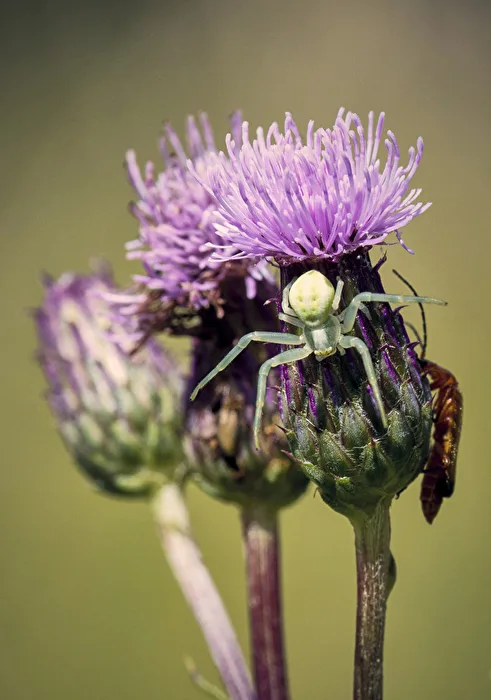 Krabbenspinne