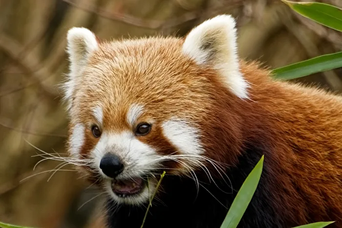 Red Panda (Cat Bear)