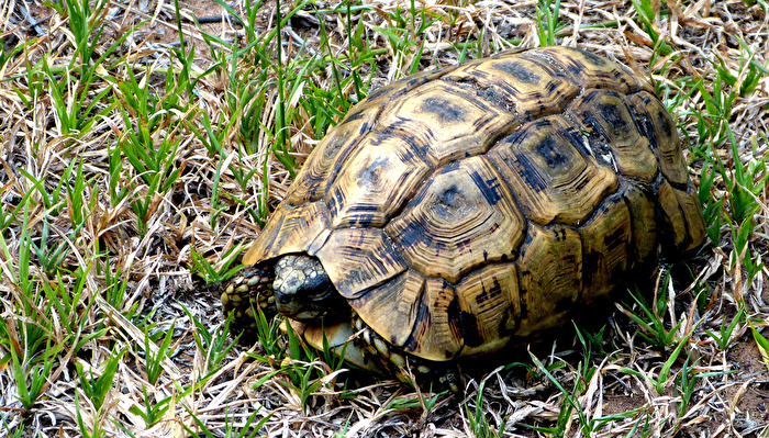 Leoparden-Schildkröte am Wegesrand