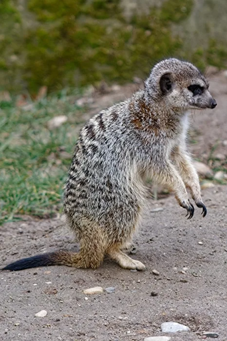 Erdmännchen