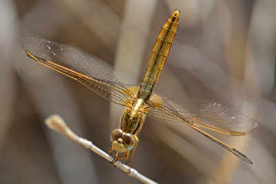 Feuerlibelle - ein Weibchen oder ein junges Männchen
