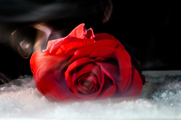 Vernebelte Rose