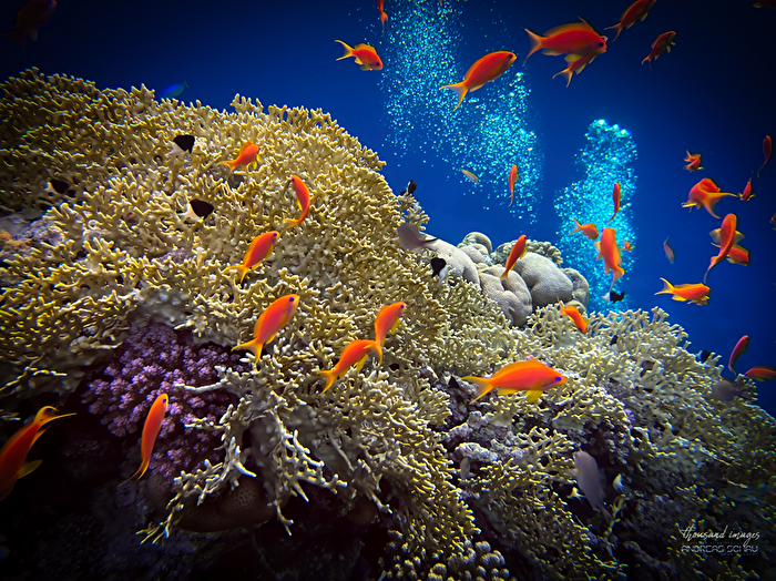 Faszinierende Unterwasserwelt, Soma Bay, Ägypten