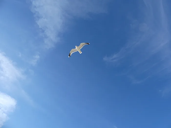 seagull; Dutch