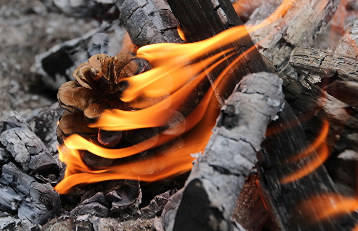 Kiefernzapfen im Feuer