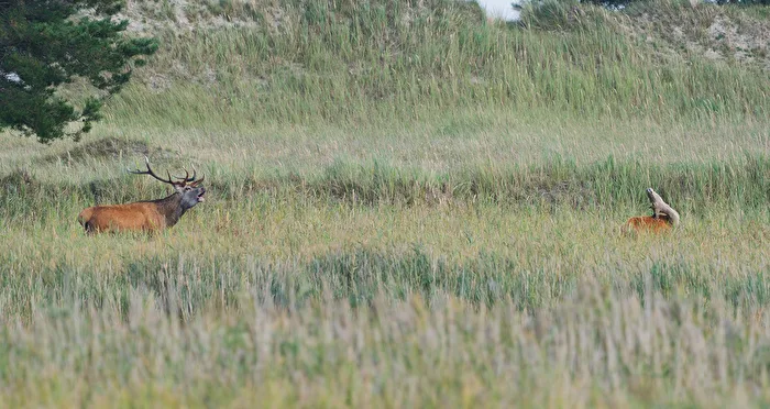 soon at the destination.....the stag has impressed them.