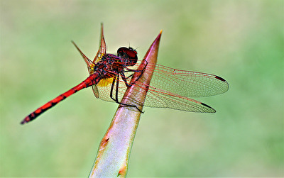 Libellenflügel im Detail