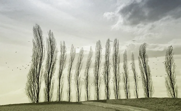 Wintertanz der Pappeln