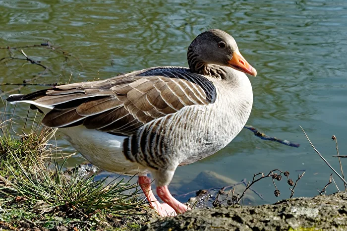 Oca grigia