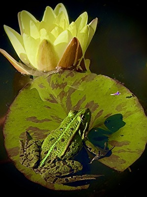 Ich hol mir die Krone