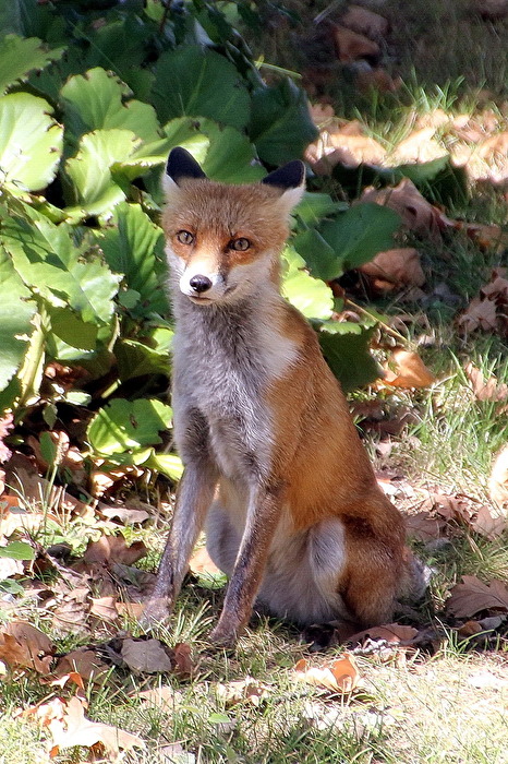 trauriger Fuchs