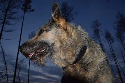 Der kleine Hobbywolf
