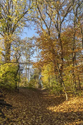 Im Wald