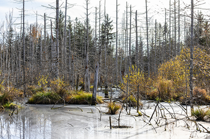 Moorland