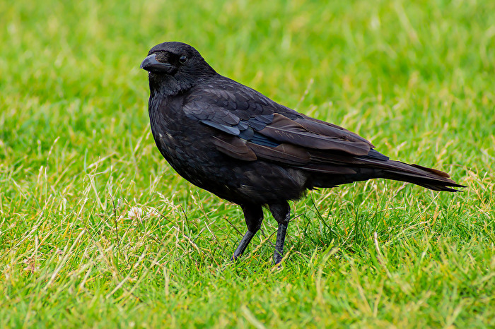 Rabenkrähe