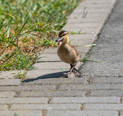 Kleine Ente entdeckt die Welt