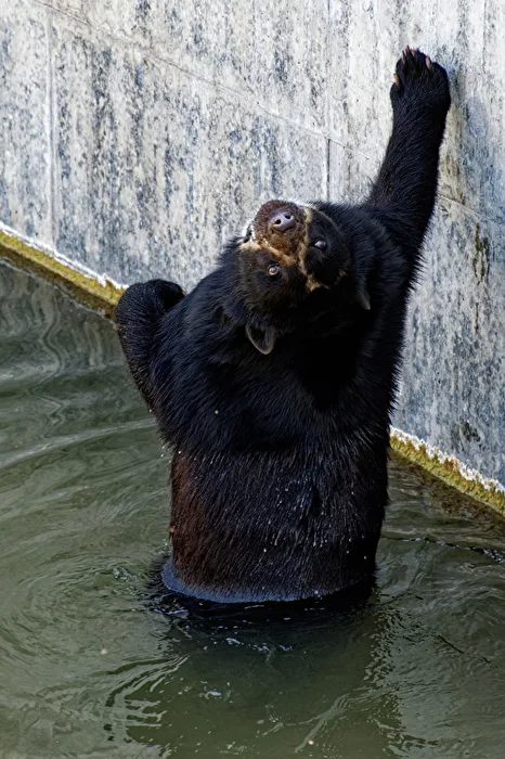 Spectacled Bear