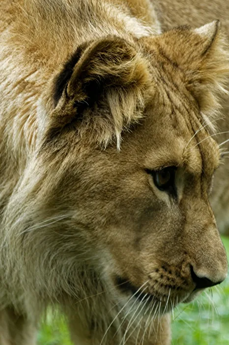 junger Löwe