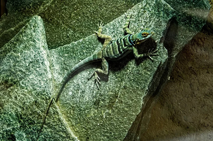 Blue Rock Iguana