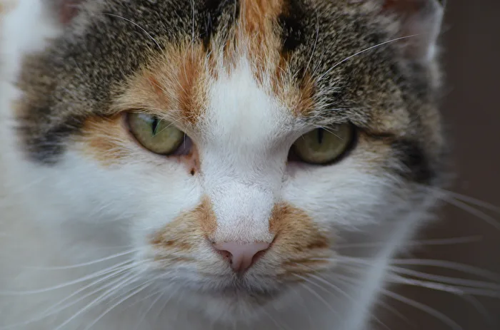 Fighting Cat