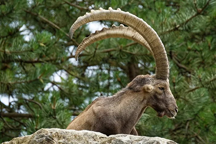 Alpine Ibex