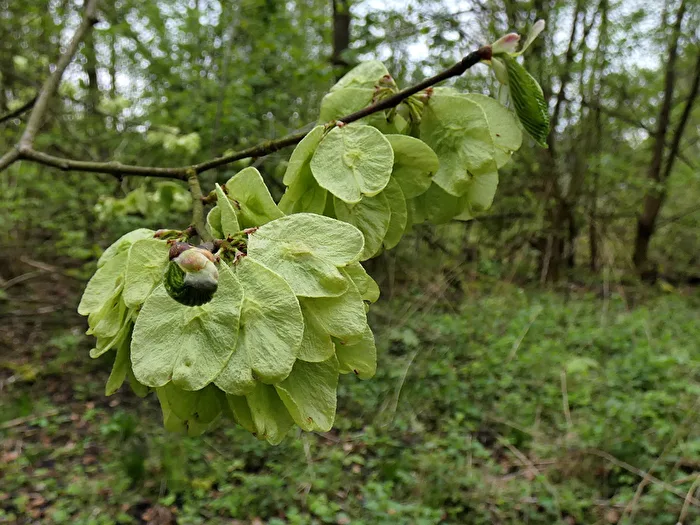 Die jungen Früchte der Ulme