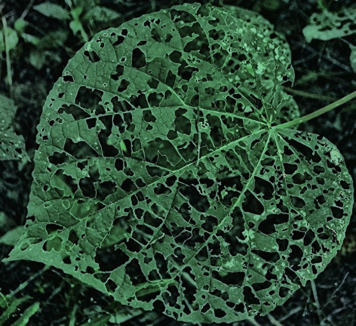 grüne Texturen