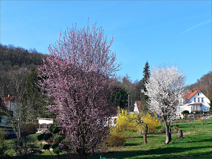 der Frühling ist unübersehbar....