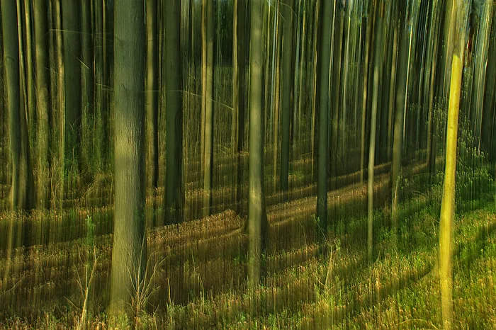 You can't see the forest for the trees!